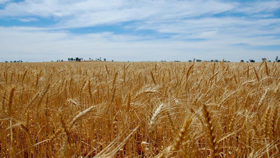 Dans la plupart des cas, les biocarburants sont deux fois plus chers que l'essence et le diesel