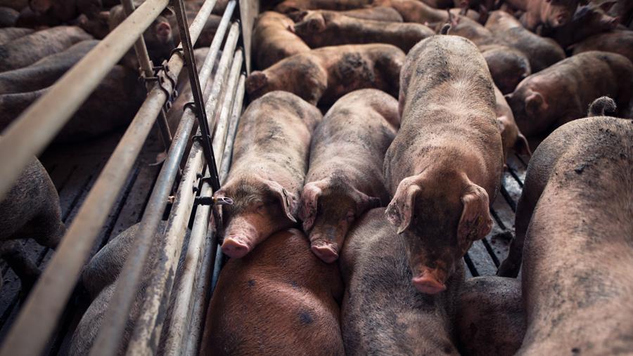 Le porc belge: moins de volume, plus de valeur